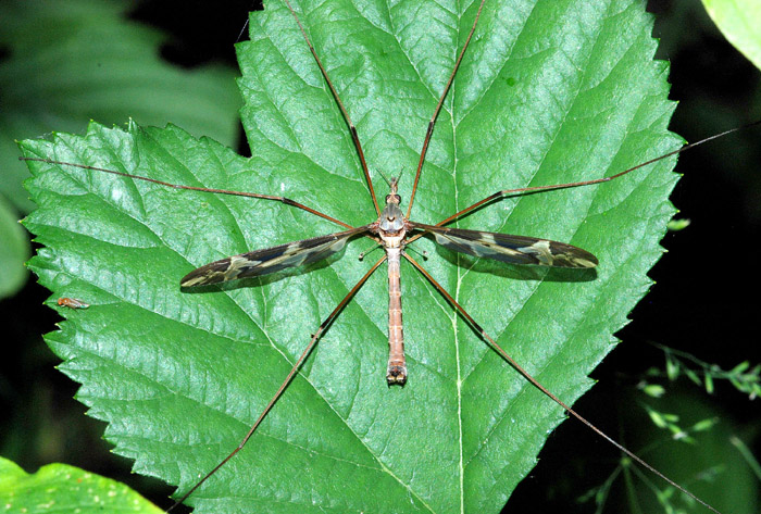 Tipula maxima?